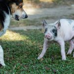 Savings Plan for Pet Expenses: 7 Proven Tips to Avoid Costly Mistakes