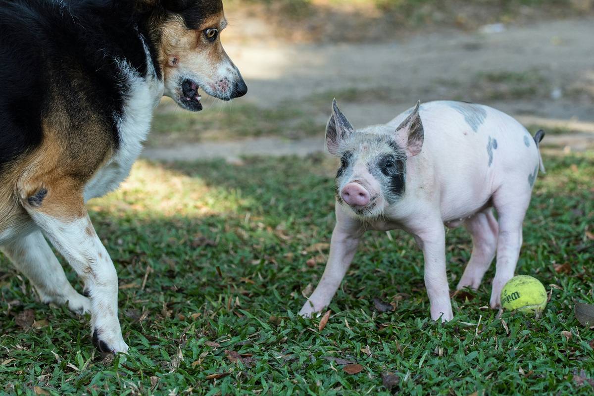 Savings Plan for Pet Expenses: 7 Proven Tips to Avoid Costly Mistakes